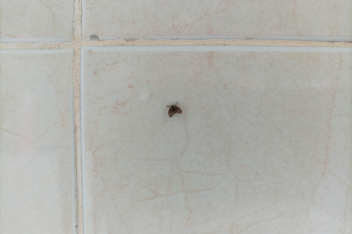 Meget små sorte fluer