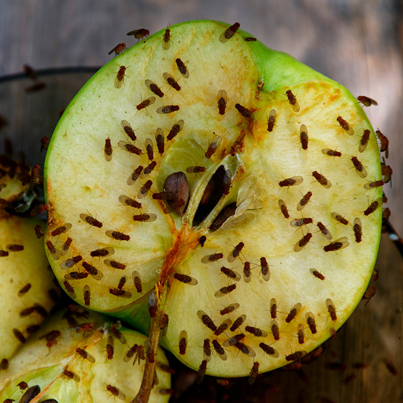 Små fluer i hjemmet