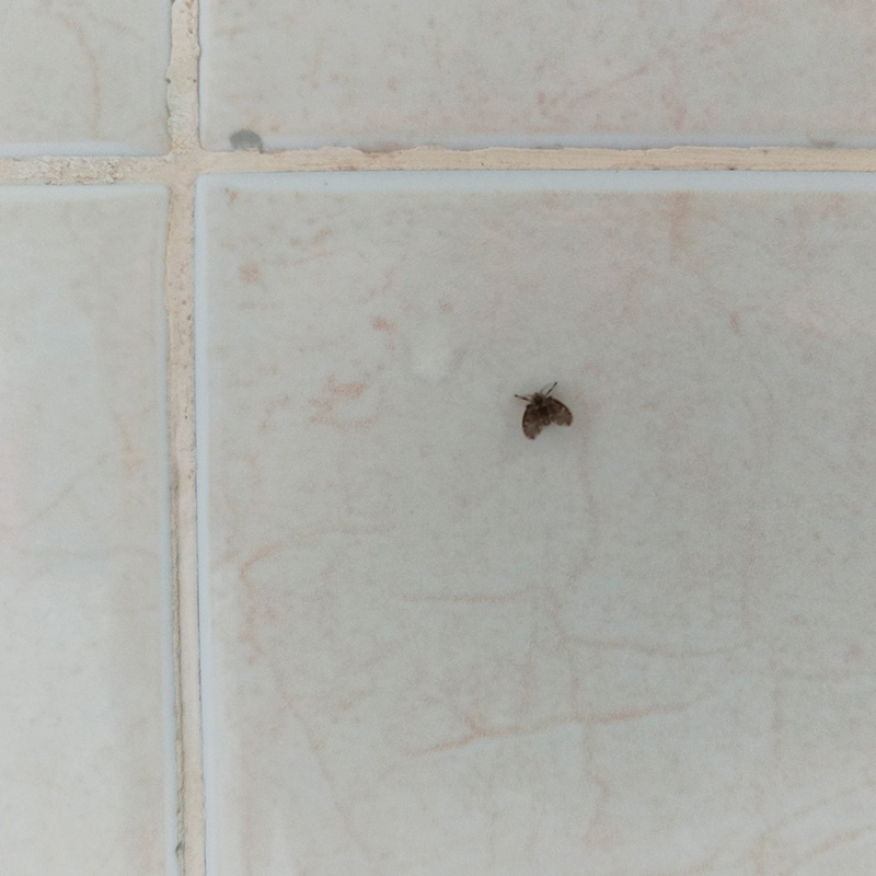 Pludselig mange fluer