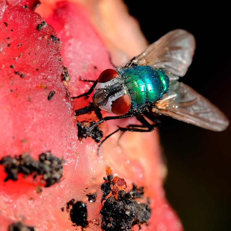 Husråd mod fluer indendørs