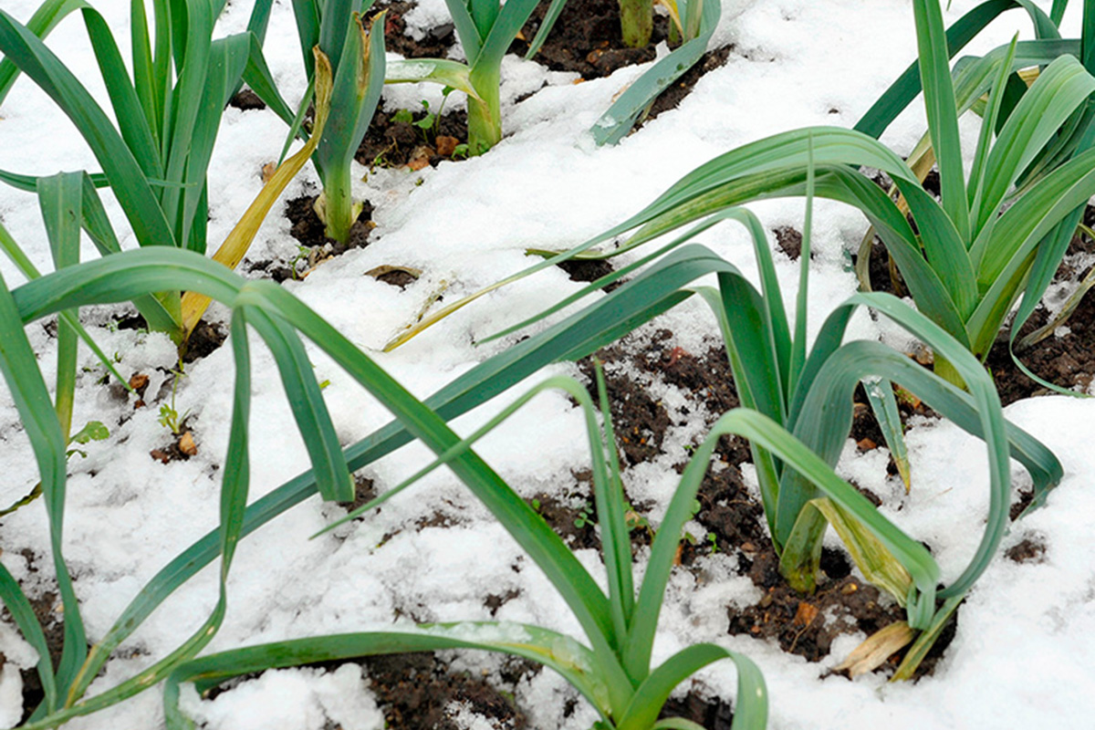 Udendørs opbevaring af grøntsager