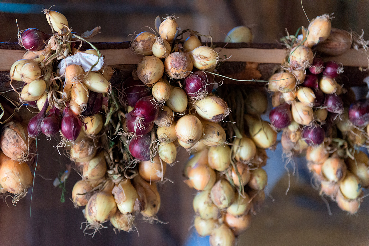 Høst og opbevaring af hvidløg
