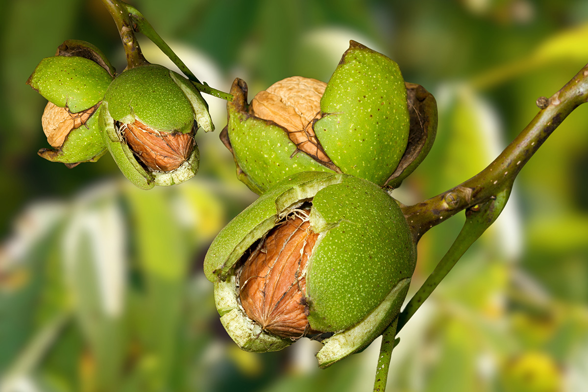 Høst og opbevaring af valnødder