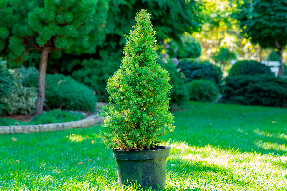 Träd i kruka utomhus året om