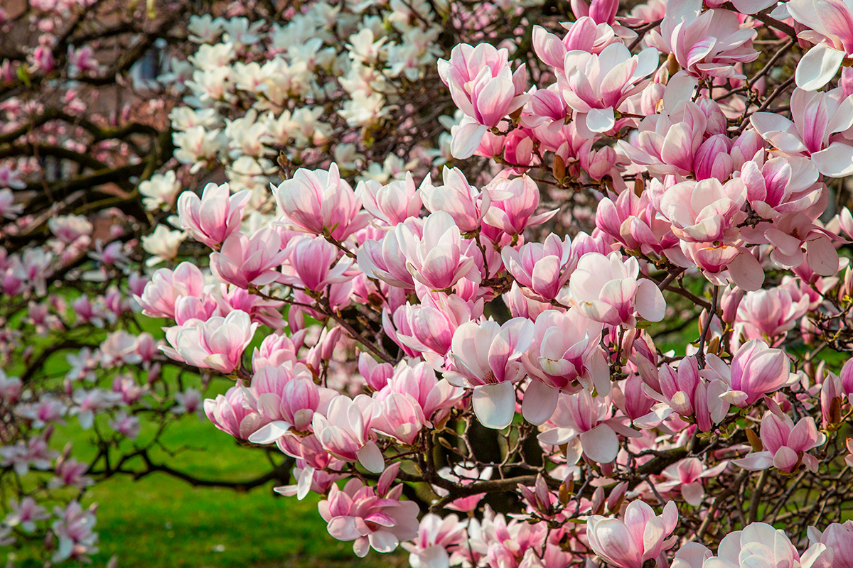 Medelstora träd i trädgården