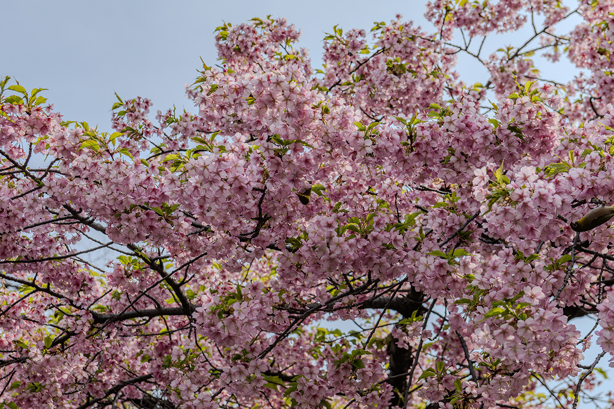 Vackra träd i trädgården