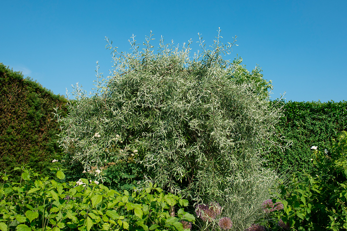Blommande träd i trädgården