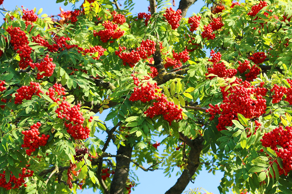 Växter med röda bär