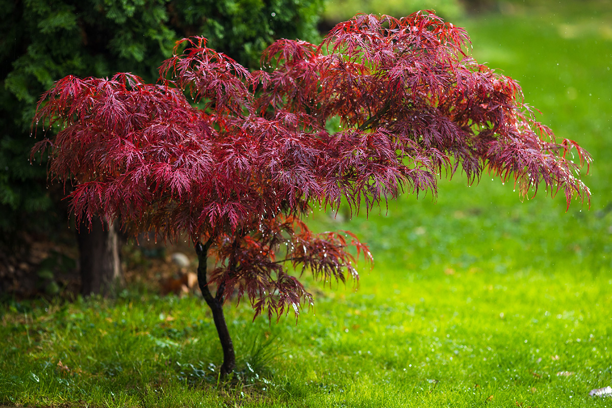 Små träd till trädgården