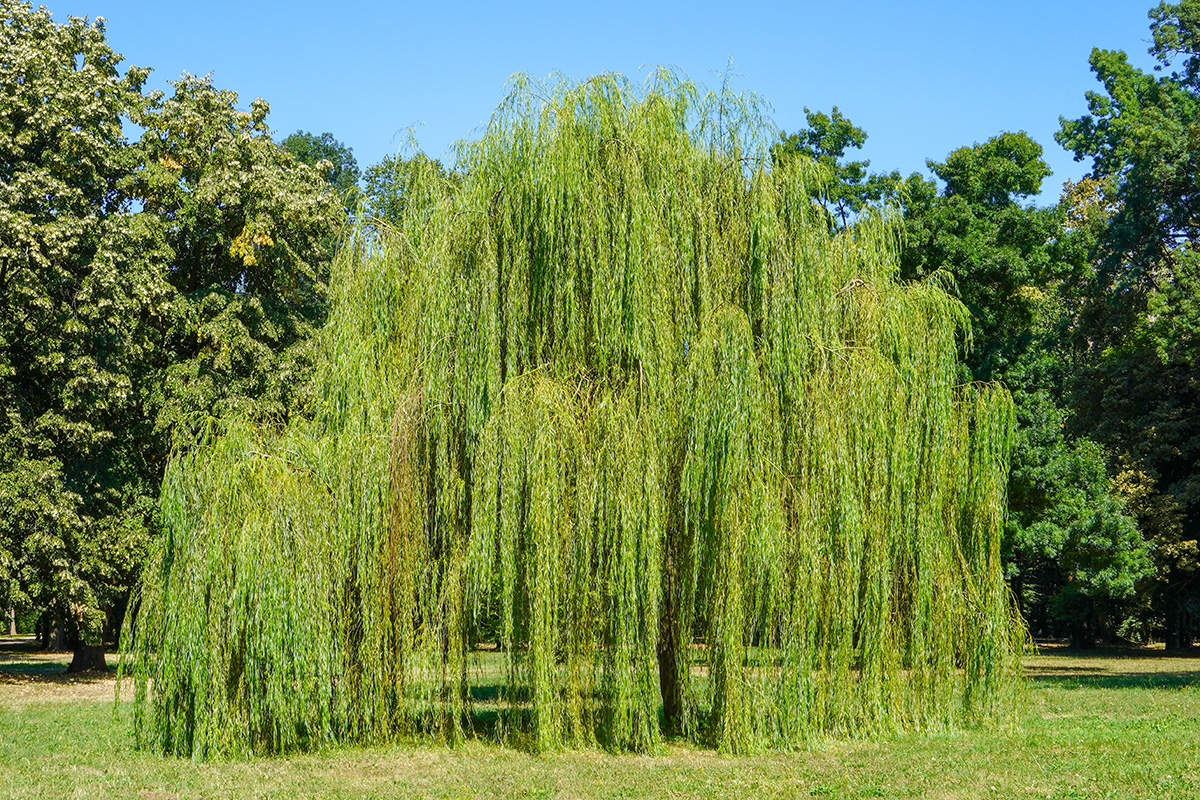 Vintergröna träd i trädgården
