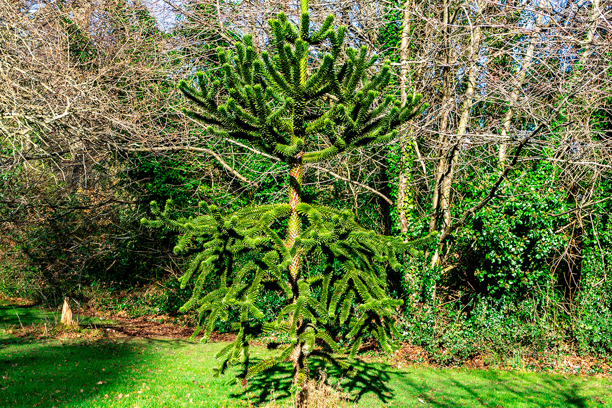 Snygga träd i trädgården