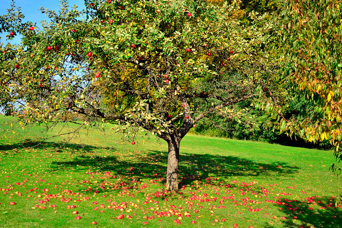 Plantning af æbletræ