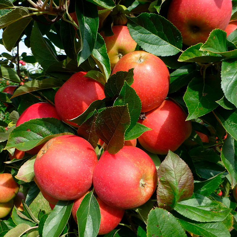 Plantera äppelträd: Elstar