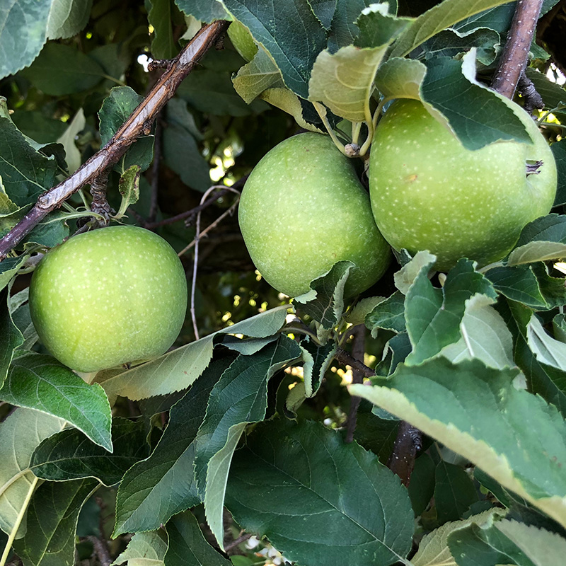 Plantera äppelträd: Granny Smith