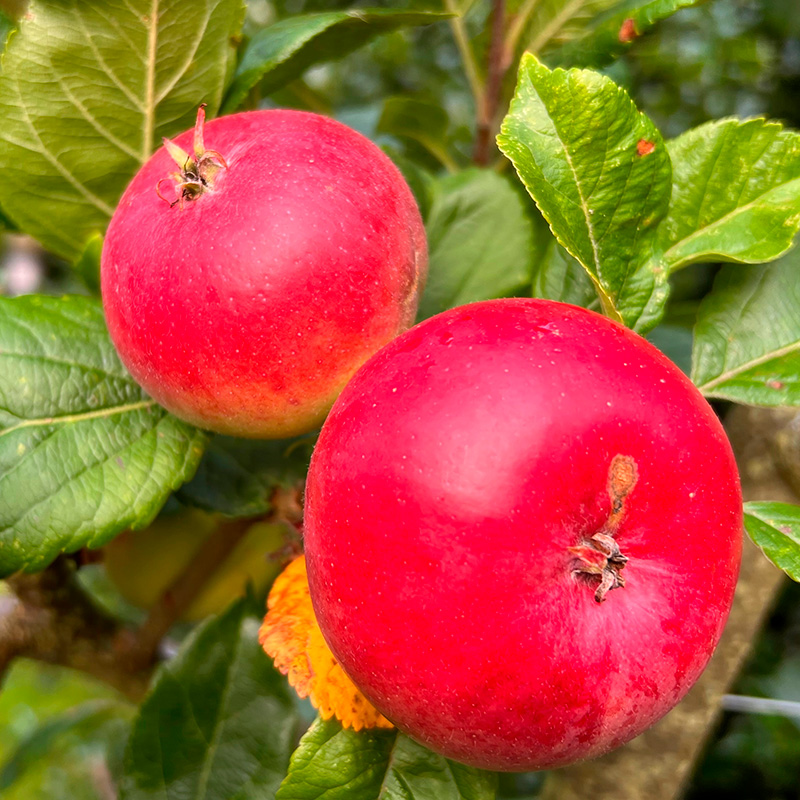 Plantera äppelträd: Discovery