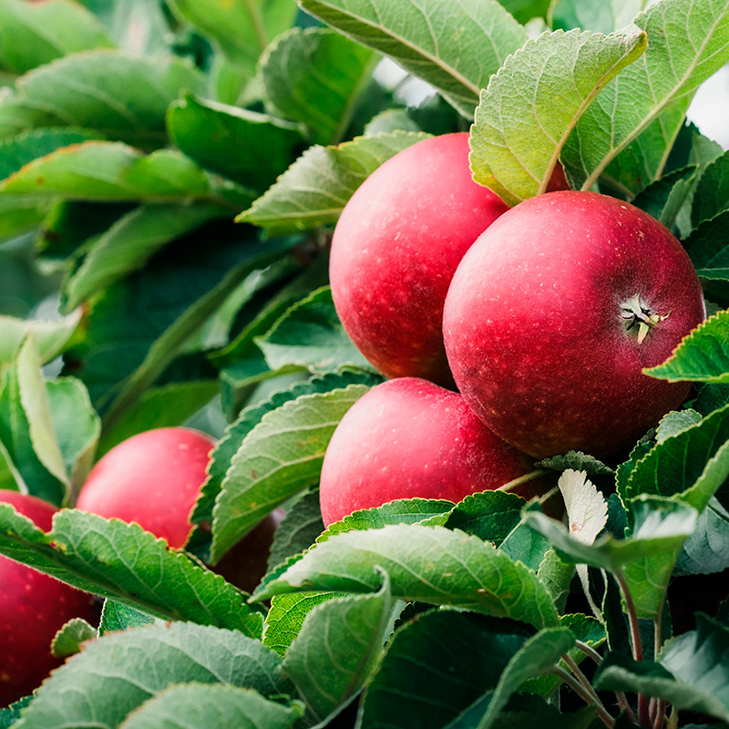 Plantera äppelträd: Ingrid Marie