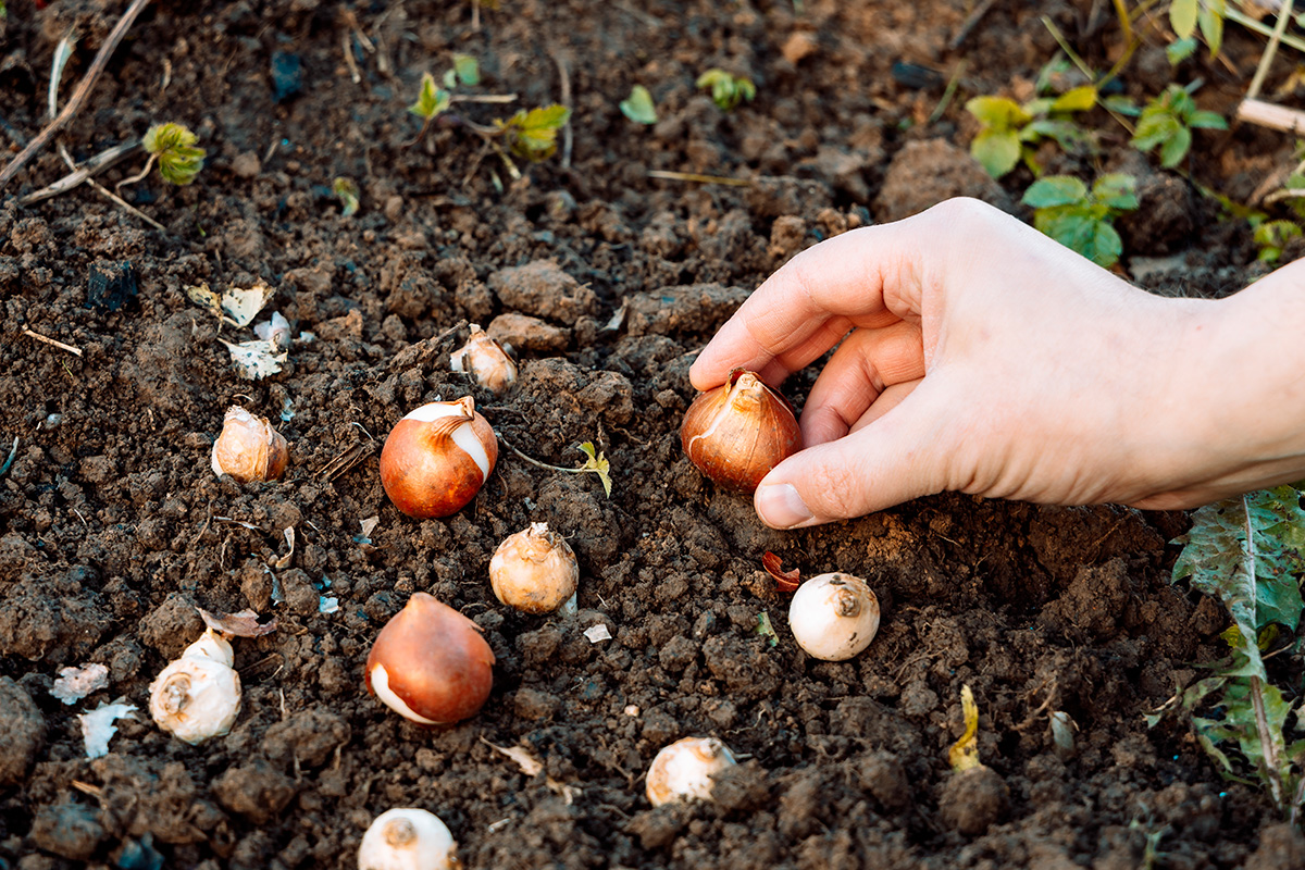 Setting av løk og knoller i hagen i oktober
