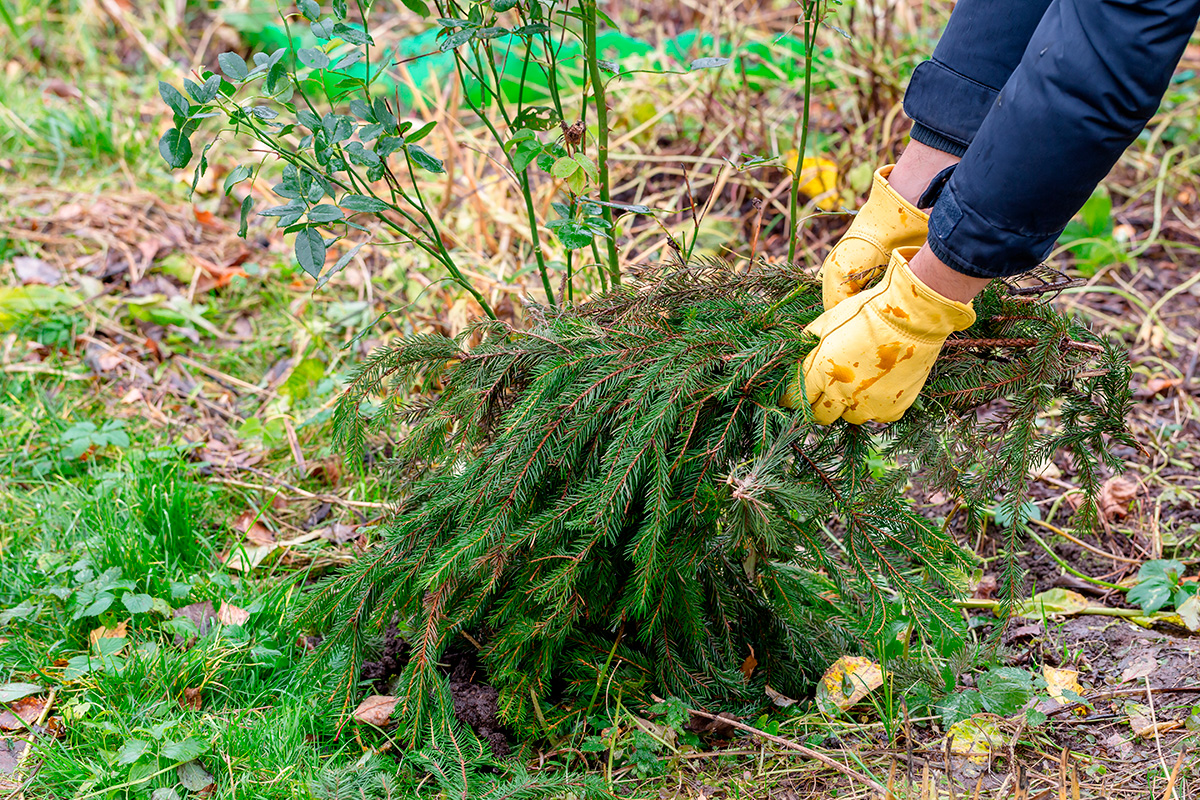 Dekk til plantene i hagen i oktober
