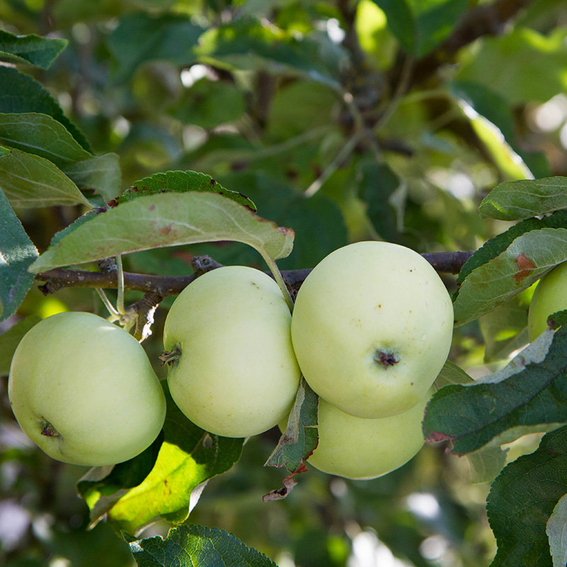 Omenapuun istutus: Valkea kuulas