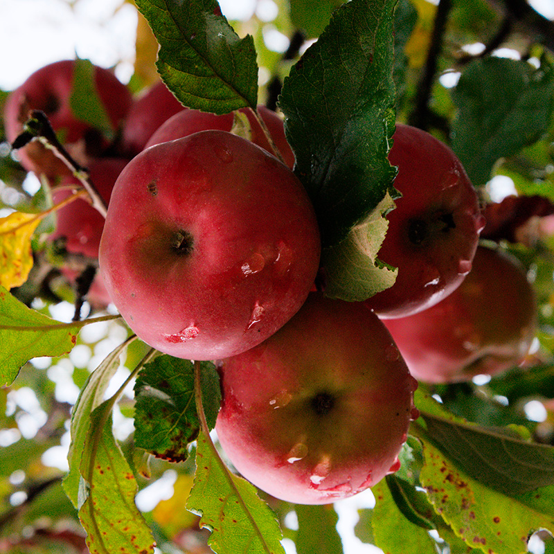 Omenapuun istutus: Raike