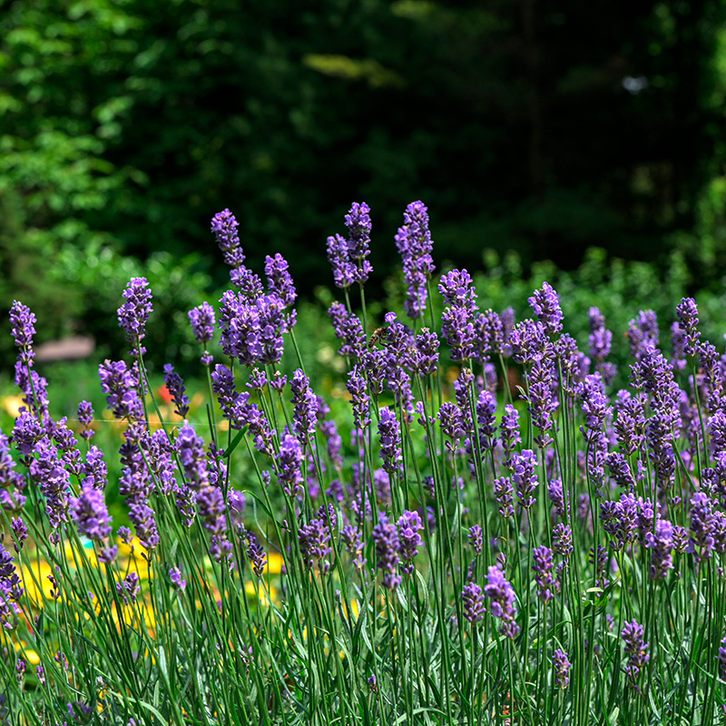 Lavendel: Lavandula angustifolia