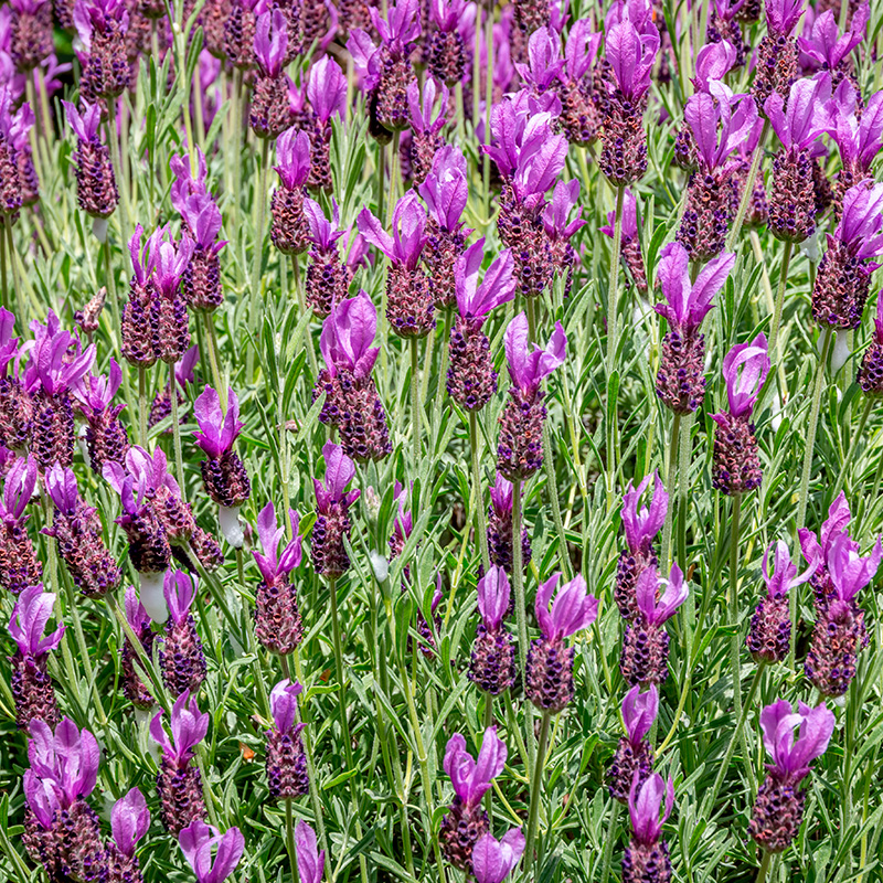 Lavendel: Fransk lavendel