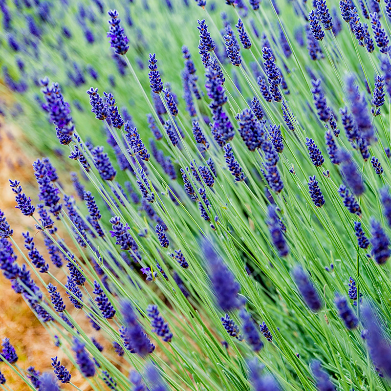 Lavendel: Lavendel Hidcote Blue
