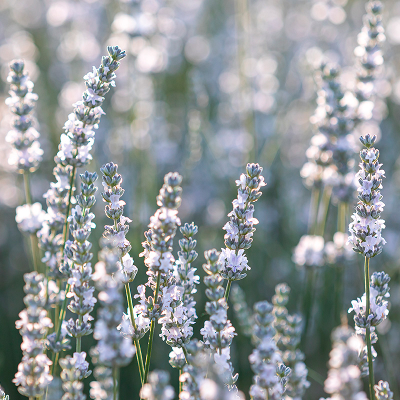 Lavendel: Hvit lavendel