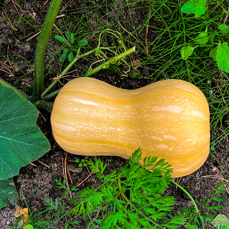 Kurpitsalajikkeet: Myskikurpitsa