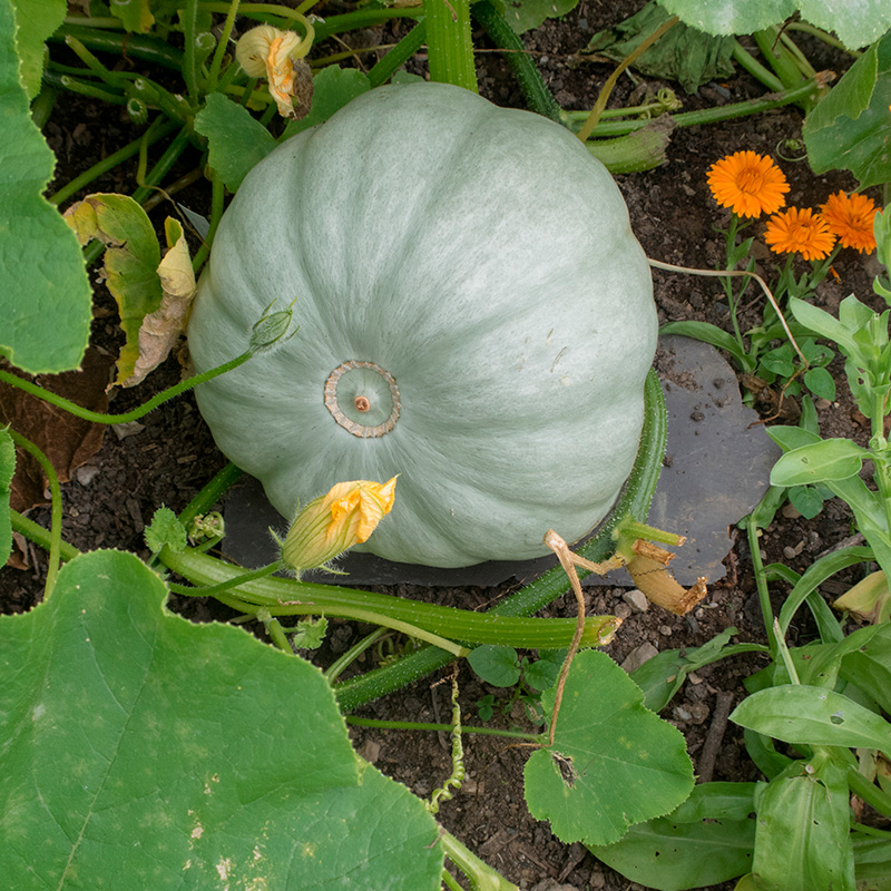 Kurpitsalajikkeet: Crown Prince