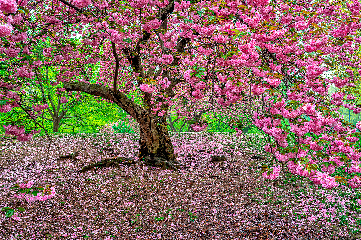 Kirsebærtræ japansk