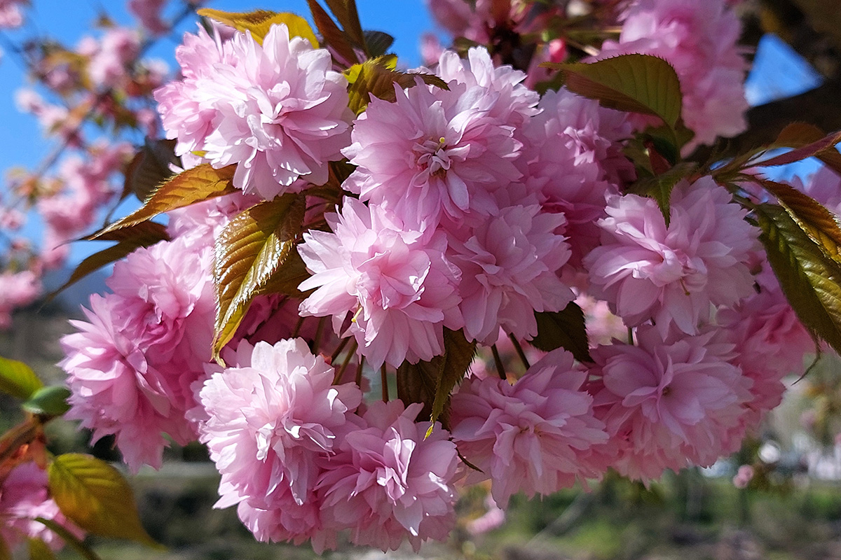 Milloin kirsikkapuu kukkii Suomessa?