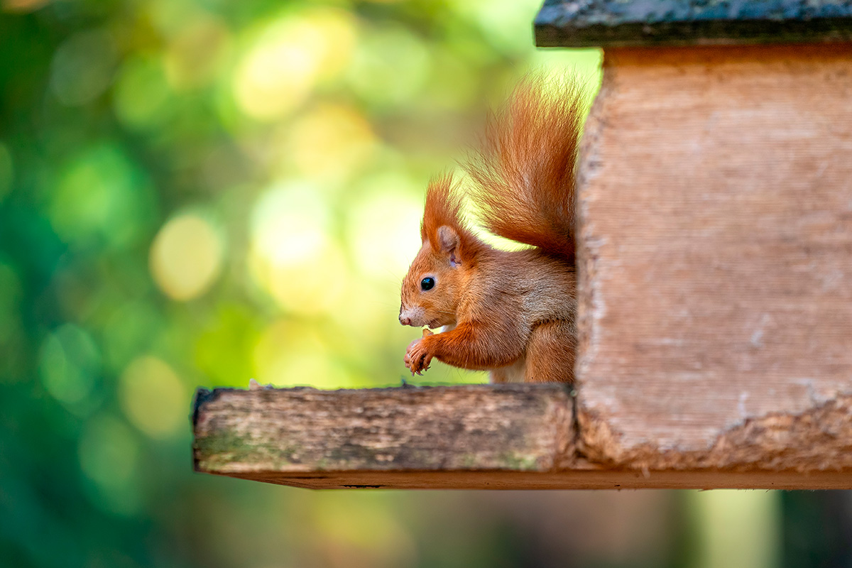 Orava ruokintapaikka