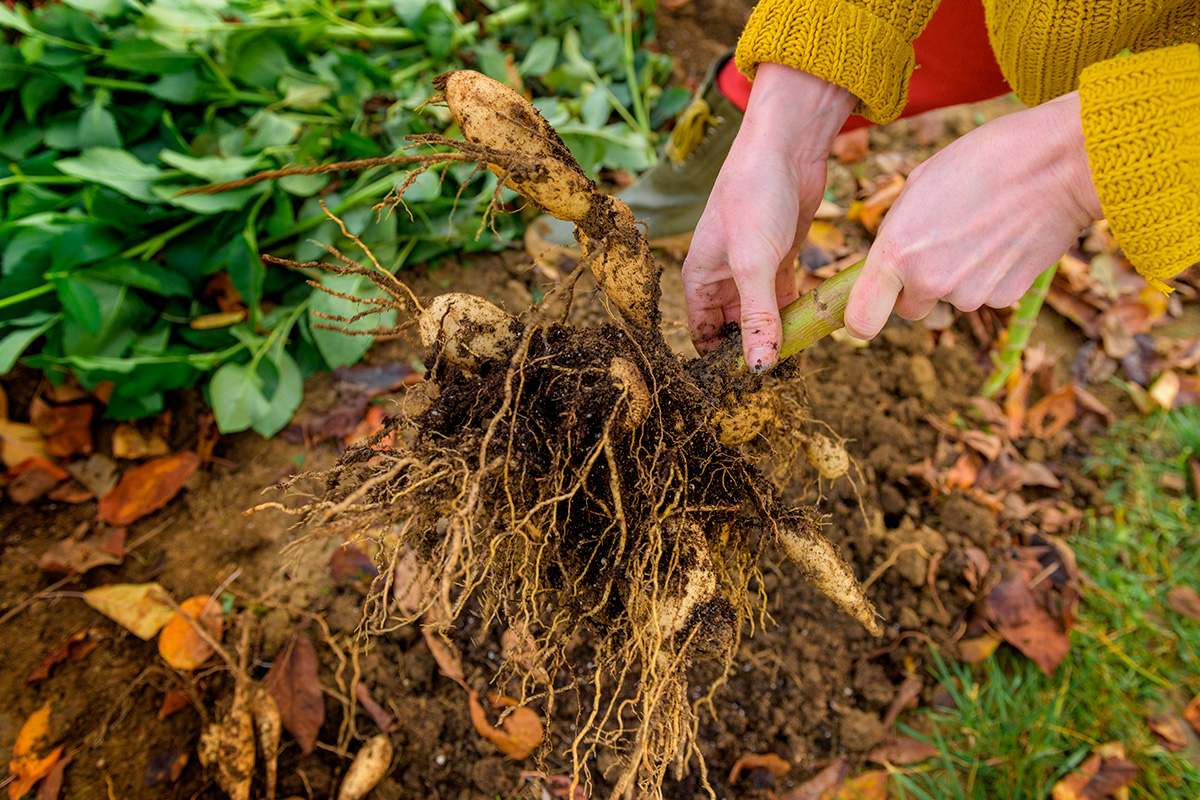 Sette løk og knoller i hagen i november