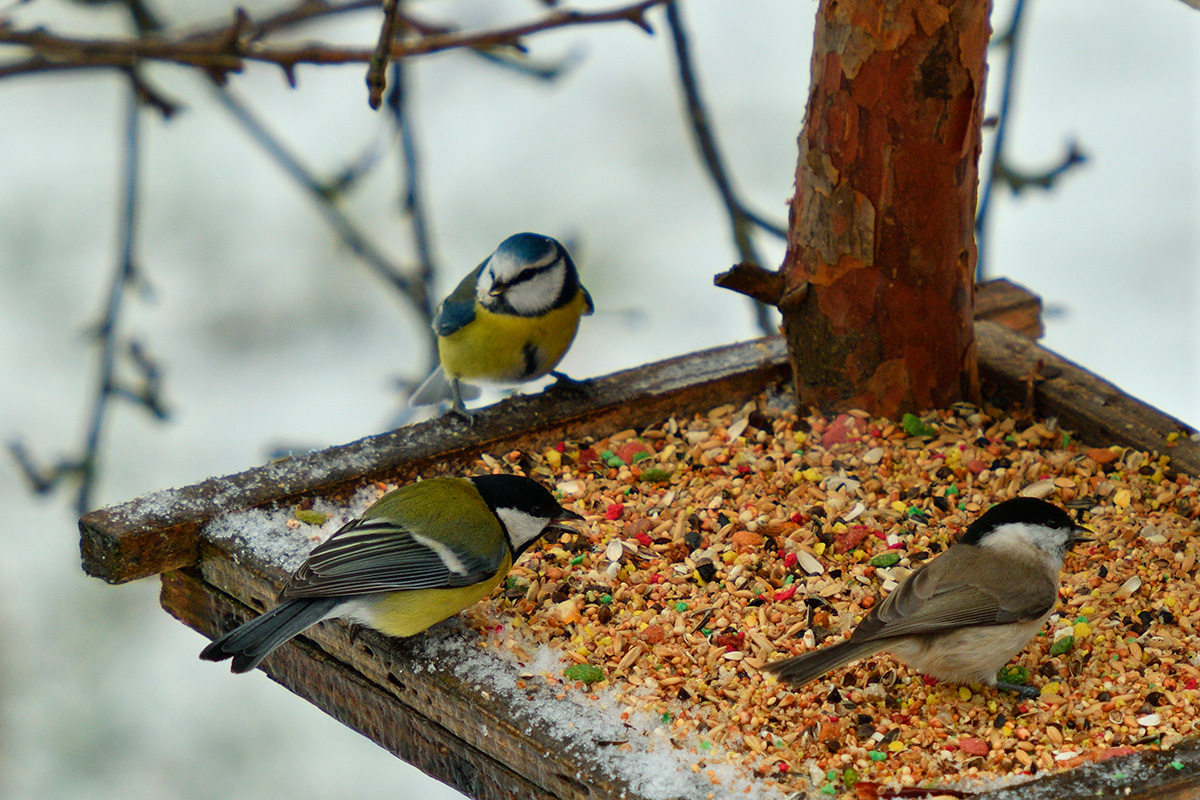 Fore fugler i hagen november