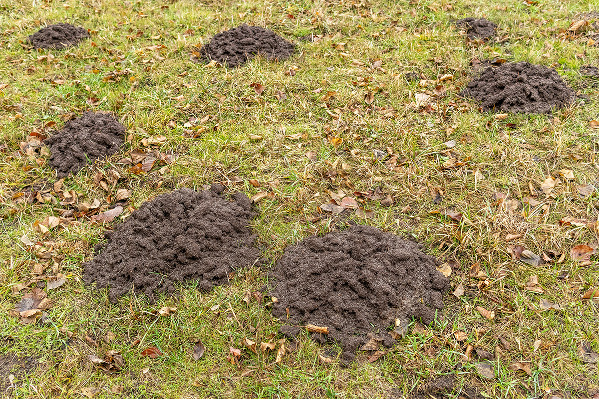 Bekæmpe muldvarper i haven i november