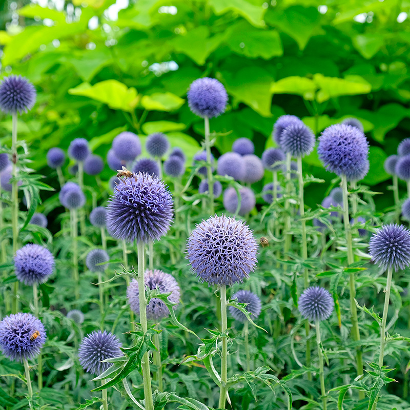 Soligt läge perenner sol