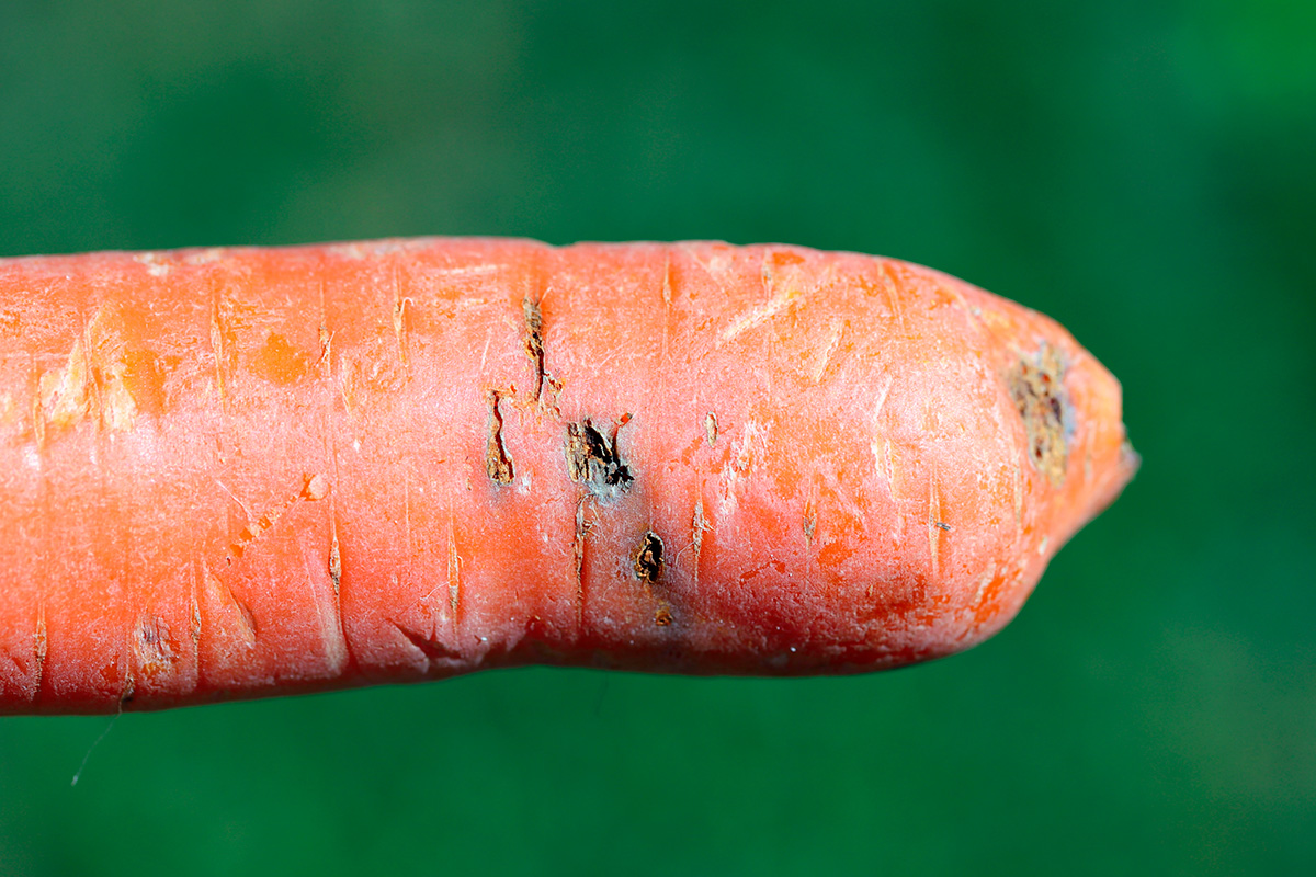 Larve fra gulerodsflue