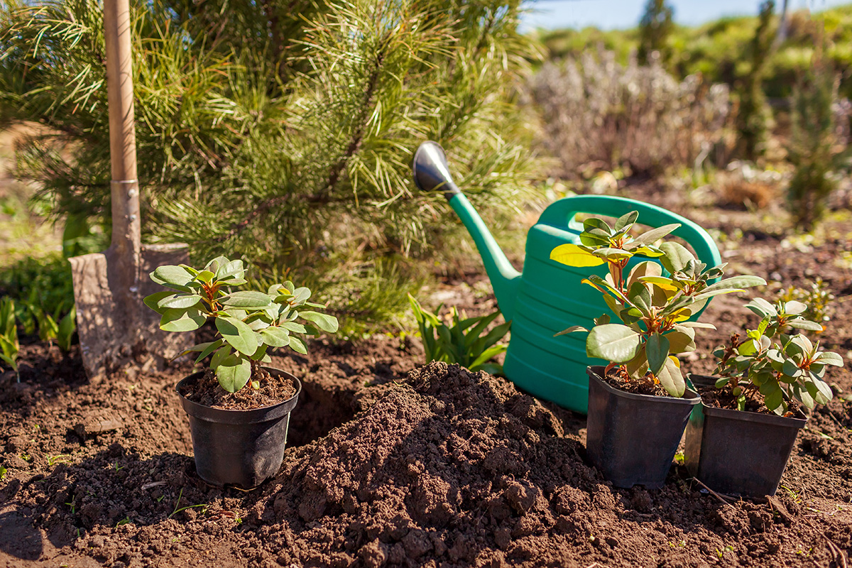 Planter i surbundsbed