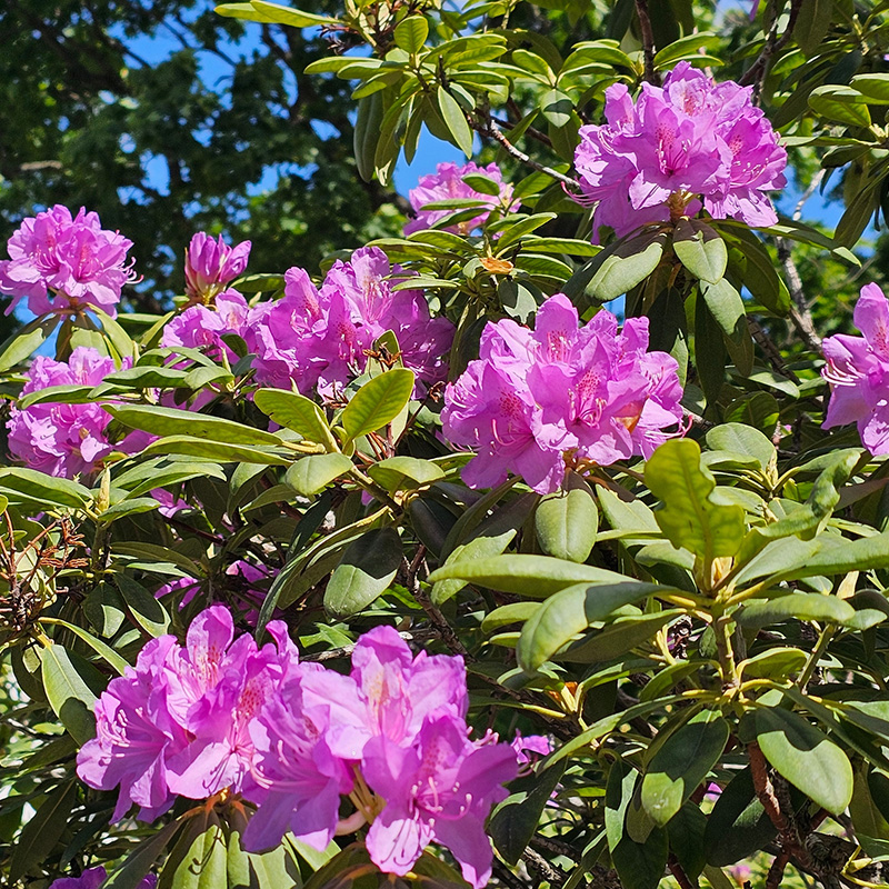 Rhododendron i surbundsbed