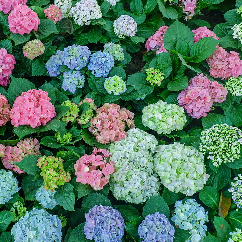 Hortensia i surbundsbed