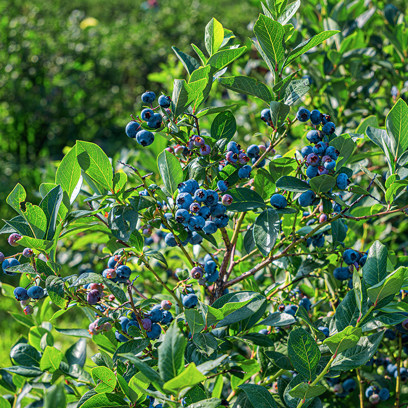 Blåbær i surbundsbed