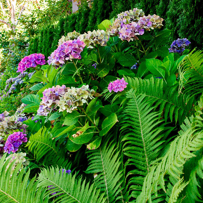 Bregner i surbundsbed