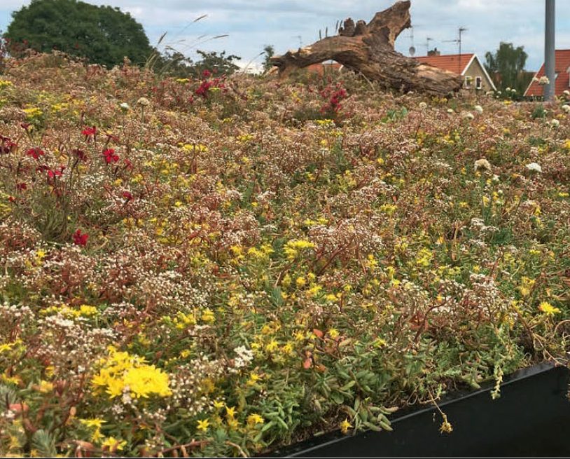 Byg shelter med græstag