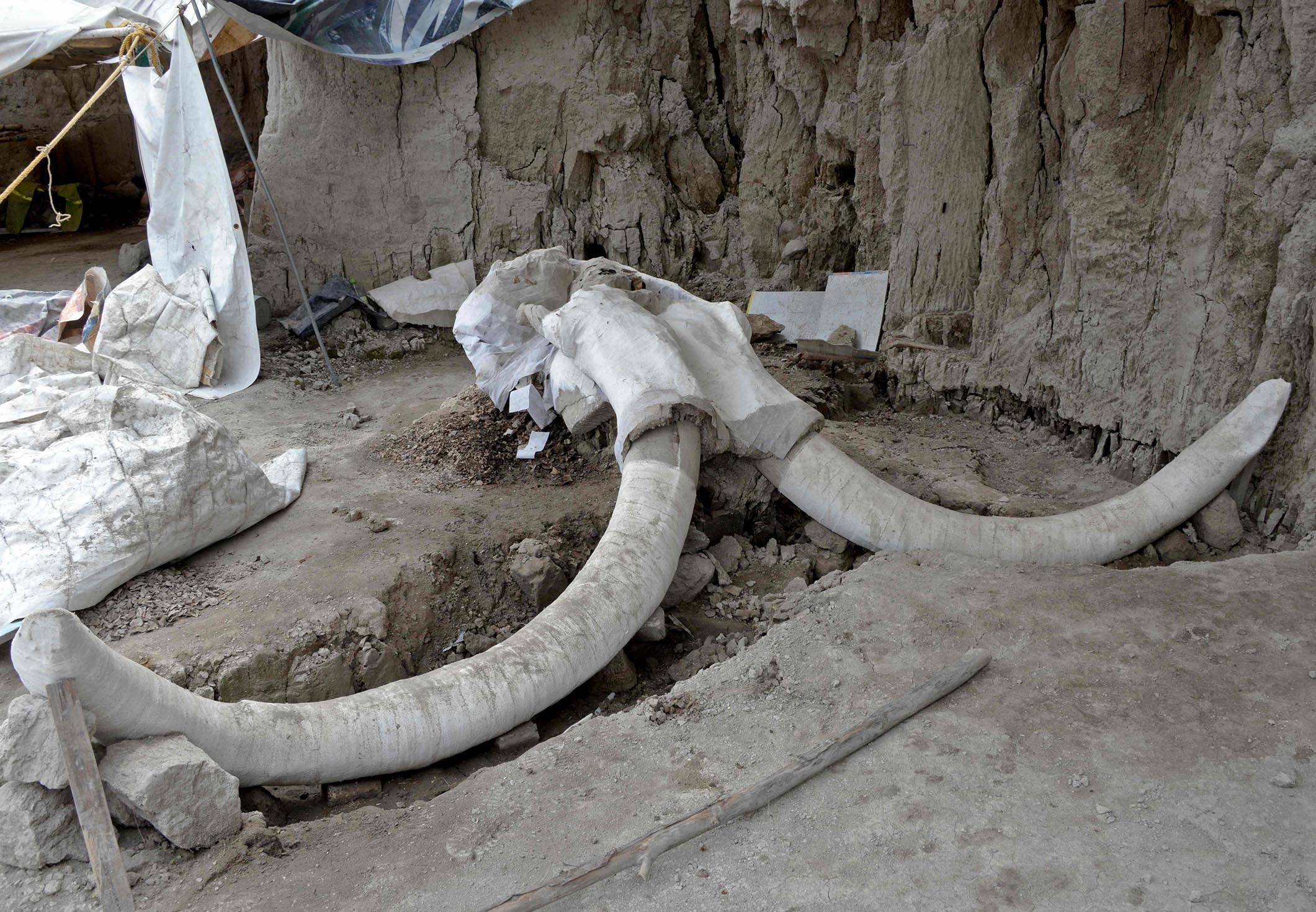 Нашли скелет мамонта. Нашли скелет мамонта. Мамонт раскопки таймыр. Берелехское кладбище мамонтов фото. Нашли скелет мамонта.