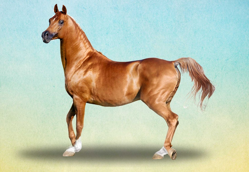 araberhest
