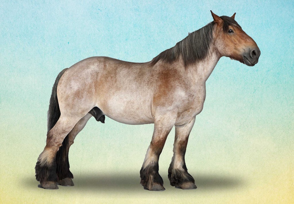 brabranteren