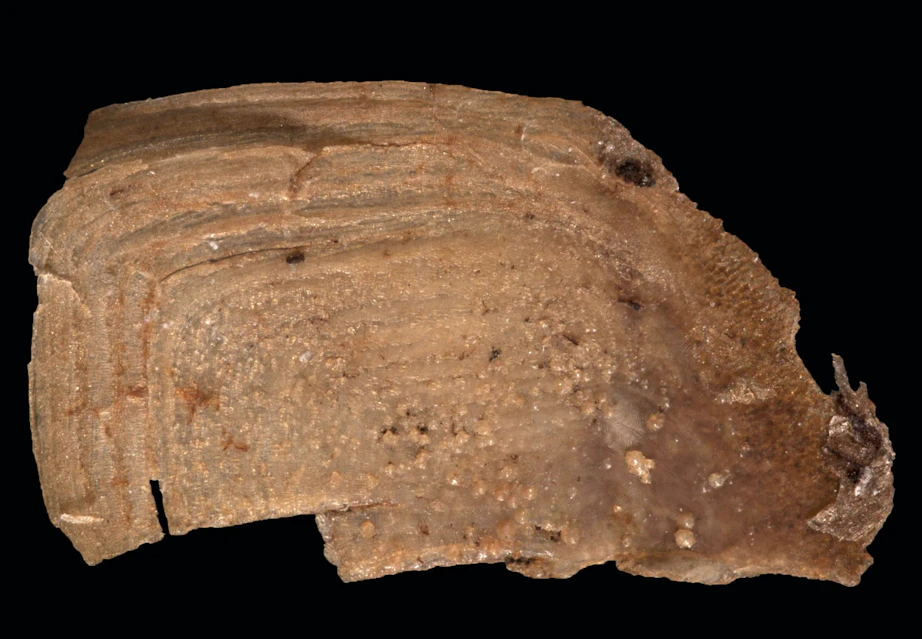 Indianere byggede imperium på fisk og østers | historienet.dk