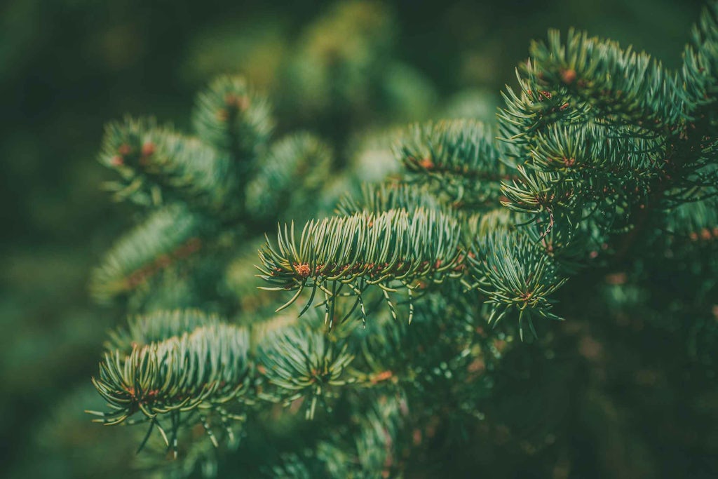 Närbild av den traditionella julgranen Närbild av den traditionella julgranen