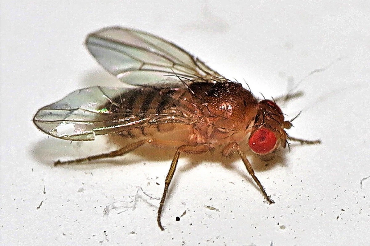 De hond Laika was maar een paar uur een ruimteheld | historianet.nl